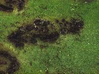 Uromycladium maritimum image