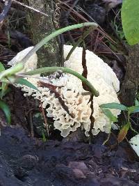 Hydnopolyporus palmatus image