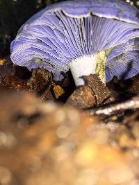 Lactarius indigo image