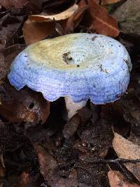 Lactarius indigo image