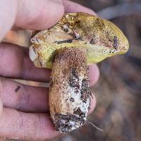 Boletus fibrillosus image