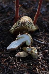 Boletus fibrillosus image