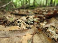 Xylaria tentaculata image