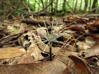 Xylaria tentaculata image