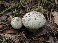 Lycoperdon perlatum image