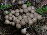 Lycoperdon pyriforme image