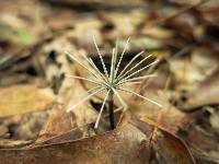 Xylaria tentaculata image