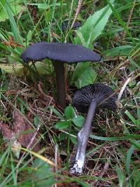 Image of Entoloma corvinum