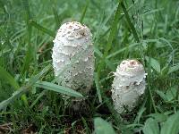 Coprinus comatus image