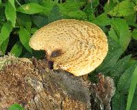 Polyporus squamosus image