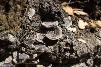 Trametes versicolor image