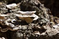 Trametes versicolor image