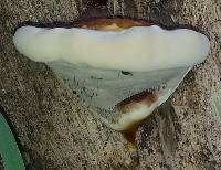 Ganoderma lucidum image