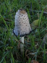 Coprinus comatus image