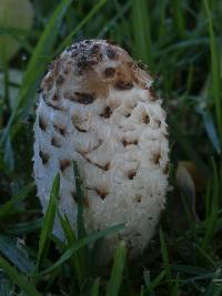 Coprinus comatus image