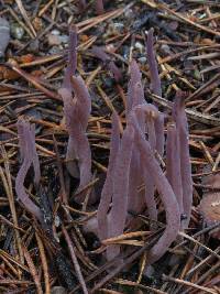 Alloclavaria purpurea image