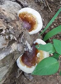 Ganoderma lucidum image