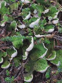 Image of Peltigera aphthosa