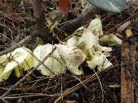 Leucocoprinus birnbaumii image