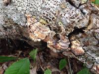 Trametes versicolor image