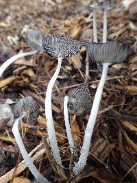 Coprinopsis lagopus image