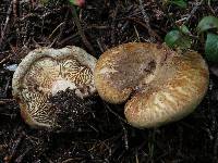 Paxillus involutus image