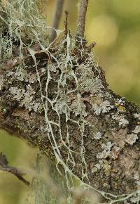 Ramalina menziesii image