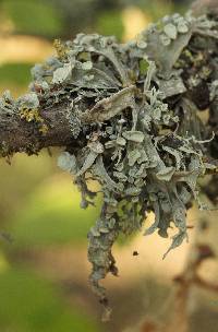 Ramalina fraxinea image