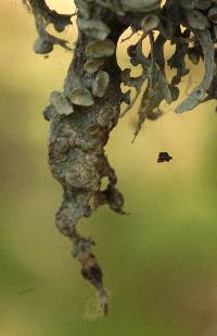 Ramalina fraxinea image