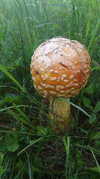 Amanita muscaria image