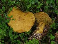 Suillus variegatus image