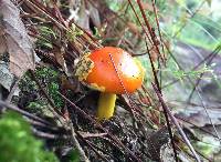 Amanita flavoconia image