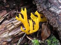 Calocera viscosa image