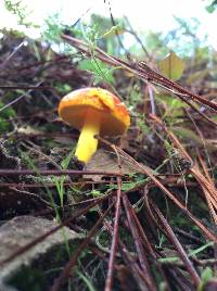 Amanita flavoconia image