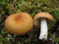 Russula decolorans image