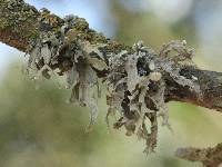 Ramalina fraxinea image