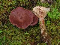 Lactarius rufus image