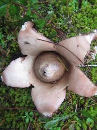 Geastrum triplex image