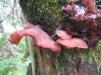 Auricularia auricula-judae image