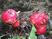 Amanita muscaria image