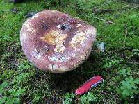 Russula alutacea image