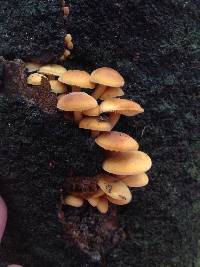 Flammulina velutipes image