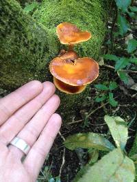 Flammulina velutipes image