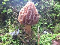 Morchella rufobrunnea image