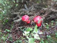 Amanita muscaria image