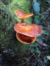 Flammulina velutipes image