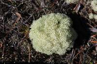 Cladonia confusa image