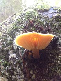 Flammulina velutipes image