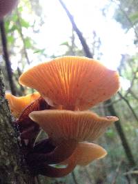 Flammulina velutipes image