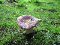 Russula alutacea image